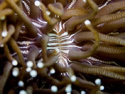 Underwater tiger stripes. Solitary Coral. Planet Rock. Ma... by Jan Messersmith 
